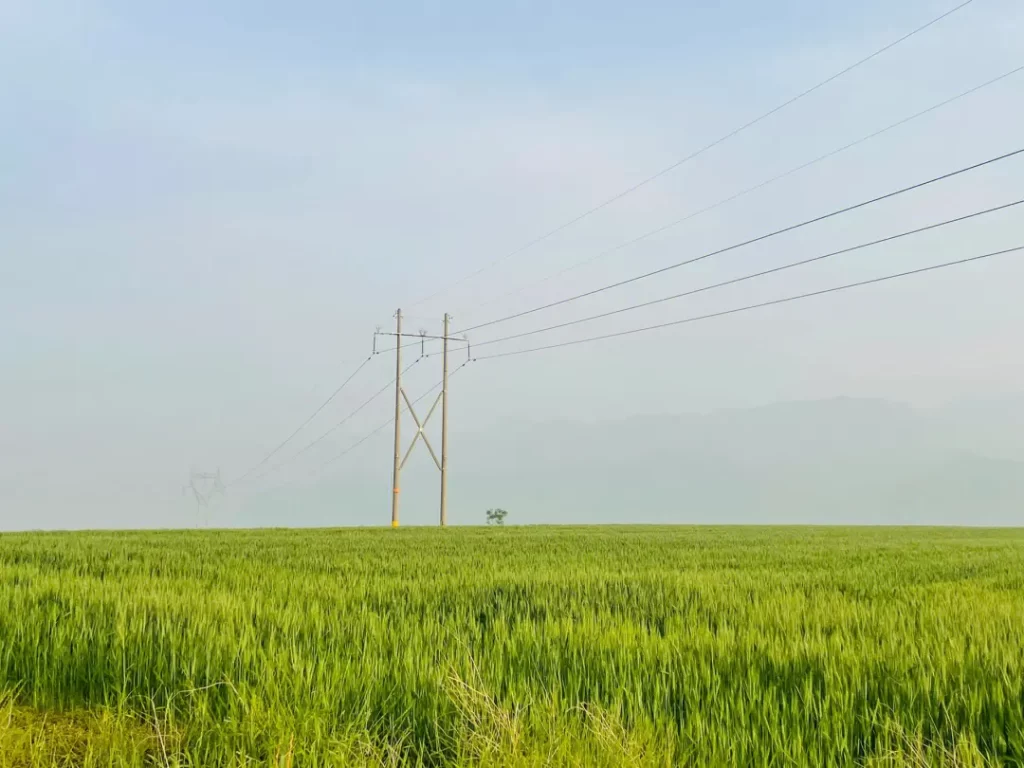 米河镇“扎实开展保夏粮促生产专题行动”
